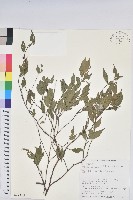 藏品(密花五月茶)的圖片