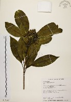 藏品(鼠刺)的圖片