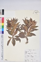 藏品(臺灣馬醉木)的圖片