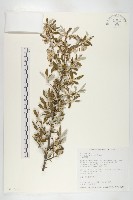 藏品(小葉胡頹子)的圖片