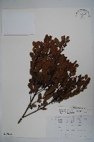 藏品(倒卵葉冬青、金平氏冬青)的圖片