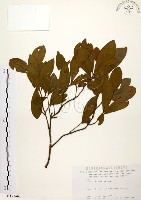 藏品(黃肉樹, 小梗木薑子)的圖片