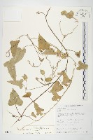 藏品(吊鐘藤)的圖片