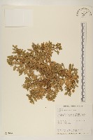 藏品(線球菊、田基黃)的圖片