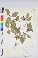 藏品(南仁鐵色)的圖片