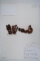 藏品(粗穗蛇菰)的圖片