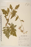 藏品(飛機草)的圖片