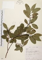 藏品(山肉桂、台灣肉桂)的圖片