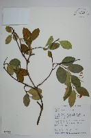 藏品(細梗絡石)的圖片