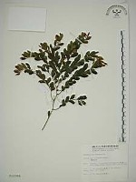 藏品(翼核木)的圖片