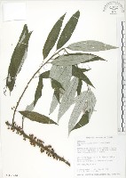 藏品(水麻)的圖片