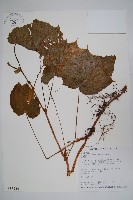 藏品(水鴨腳)的圖片