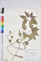 藏品(山靛)的圖片