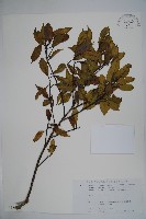 藏品(糊樗)的圖片