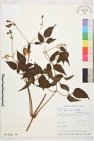 藏品(小木通)的圖片