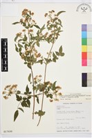 藏品(梨山小蓑衣藤)的圖片