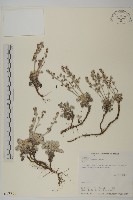 藏品(山艾)的圖片