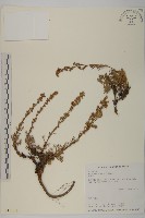 藏品(高山艾)的圖片