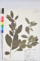 藏品(土密樹)的圖片