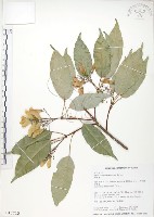 藏品(樟葉槭, 飛蛾子樹)的圖片