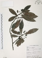 藏品(九節木、牛屎烏、青龍吐霧)的圖片