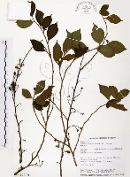 藏品(烏皮九芎、奮起湖野茉莉)的圖片