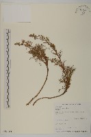 藏品(高山艾)的圖片