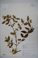 藏品(阿里山忍冬、漸尖葉忍冬)的圖片