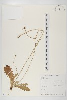 藏品(貓兒菊)的圖片