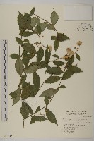 藏品(大頭艾納香)的圖片