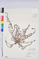 藏品(千根草)的圖片