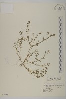 藏品(石胡荽、吐金草)的圖片