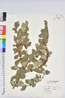 藏品(白飯樹)的圖片