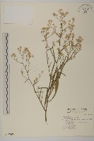 藏品(掃帚菊)的圖片