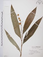 藏品(山月桃)的圖片