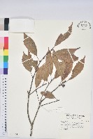 藏品(青剛櫟、鐵椆)的圖片