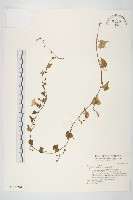 藏品(野牽牛)的圖片