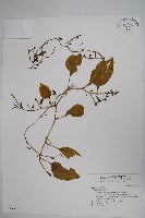 藏品(落葵)的圖片