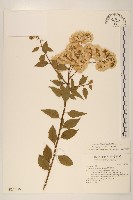 藏品(小舌菊、蔓綿菜)的圖片