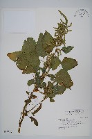 藏品(青莧)的圖片