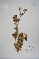 藏品(巨花假虎刺、卡利撒)的圖片