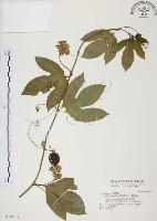 藏品(西番蓮、百香果)的圖片