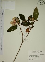 藏品(野牡丹)的圖片