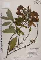 藏品(蓮華池桑寄生)的圖片