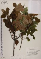 藏品(蓮華池桑寄生)的圖片