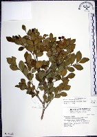 藏品(月橘)的圖片