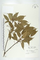 藏品(錫蘭橄欖、鋸葉杜英)的圖片