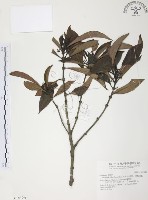 藏品(九節木、牛屎烏、青龍吐霧)的圖片