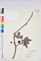 藏品(麻瘋樹)的圖片