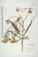 藏品(倒吊蓮、匙葉燈籠草)的圖片